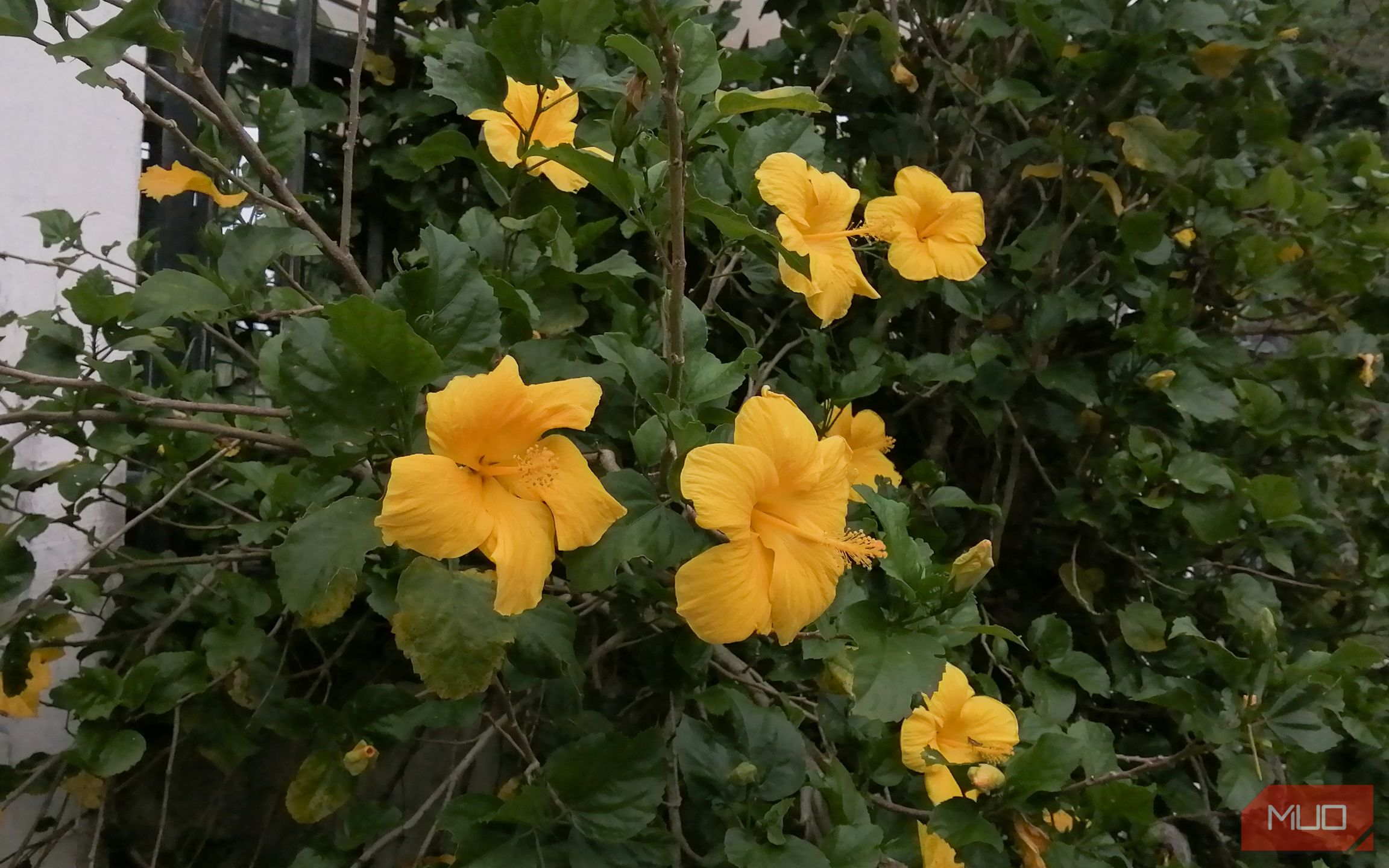 یک دسته از گلهای گوماملا شکوفه