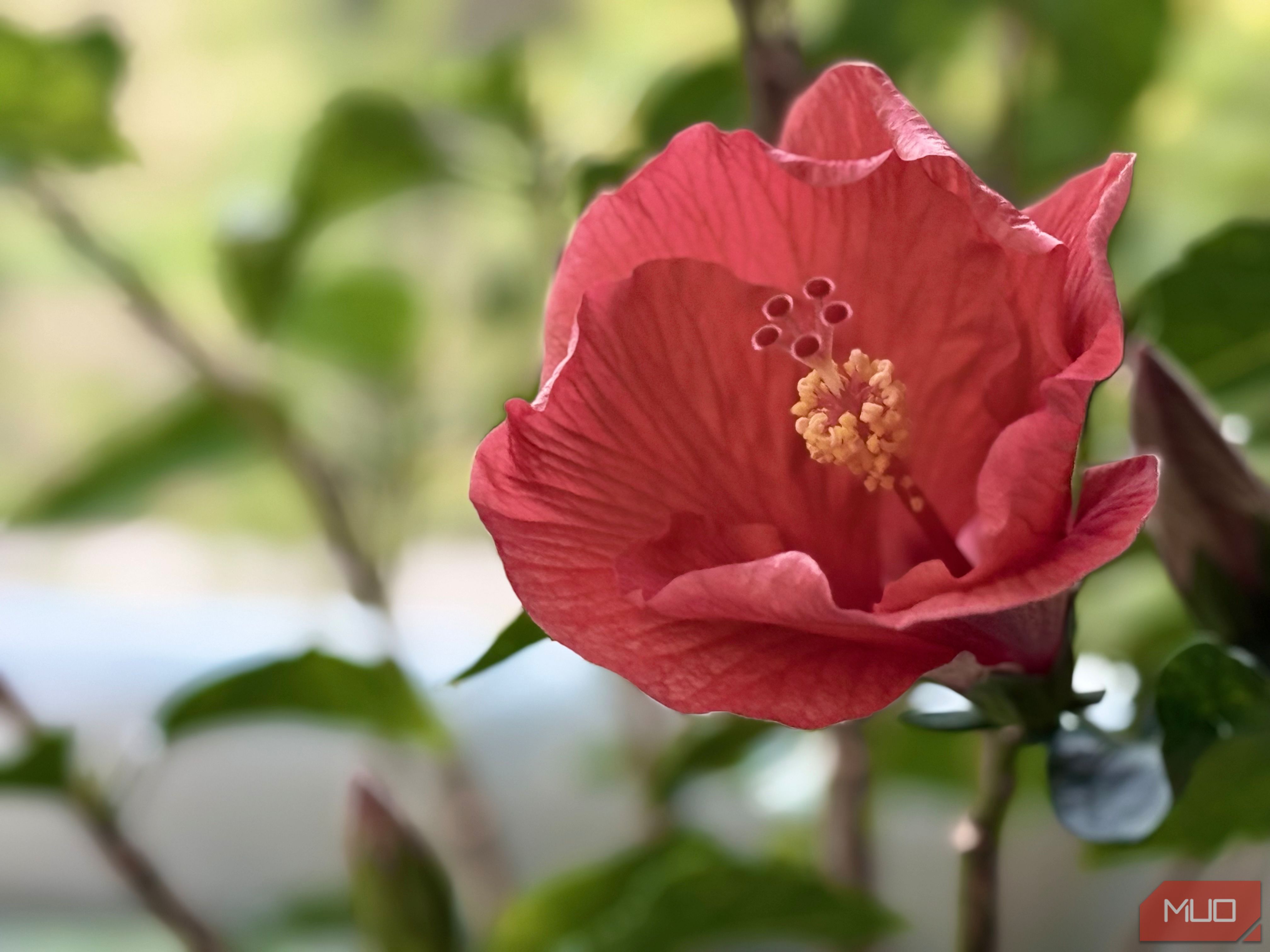 5x-Zoom-Hibiscus
