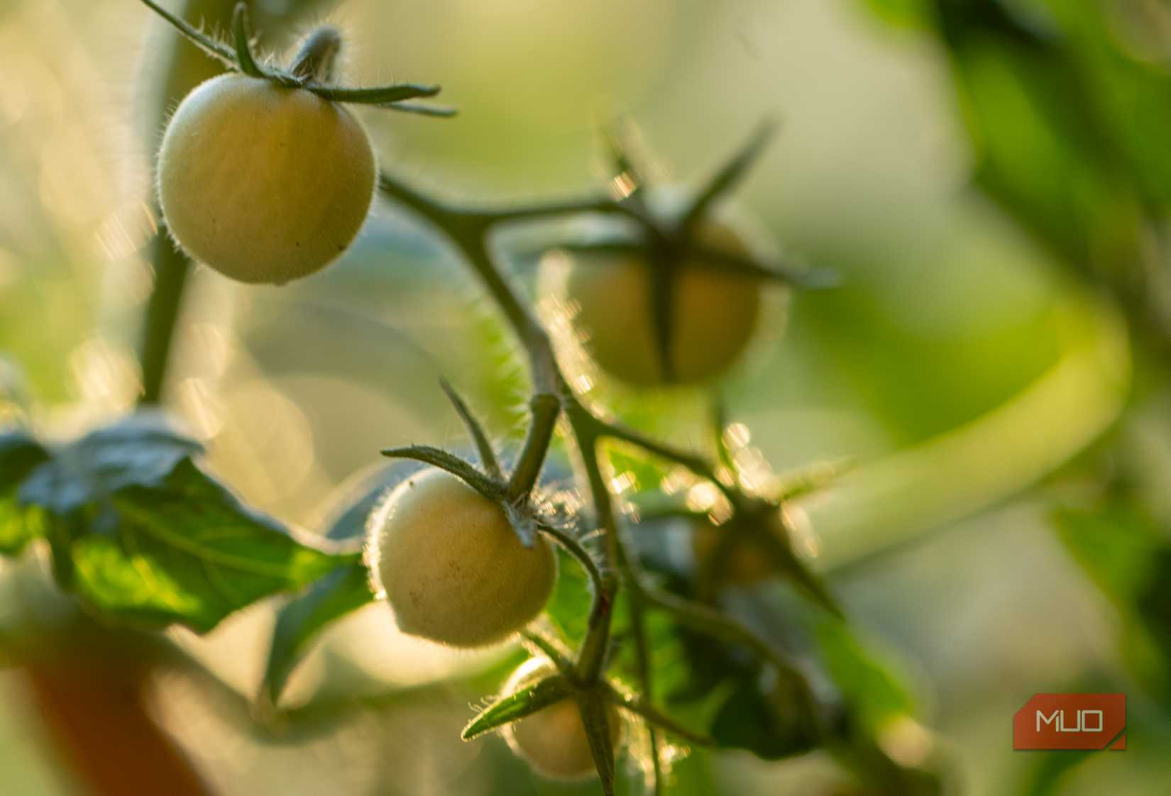 نزدیک گوجه فرنگی نارس روی گیاه