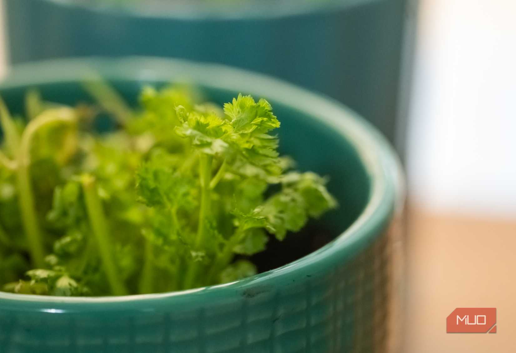 کلوزآپ Cilantro در یک گلدان