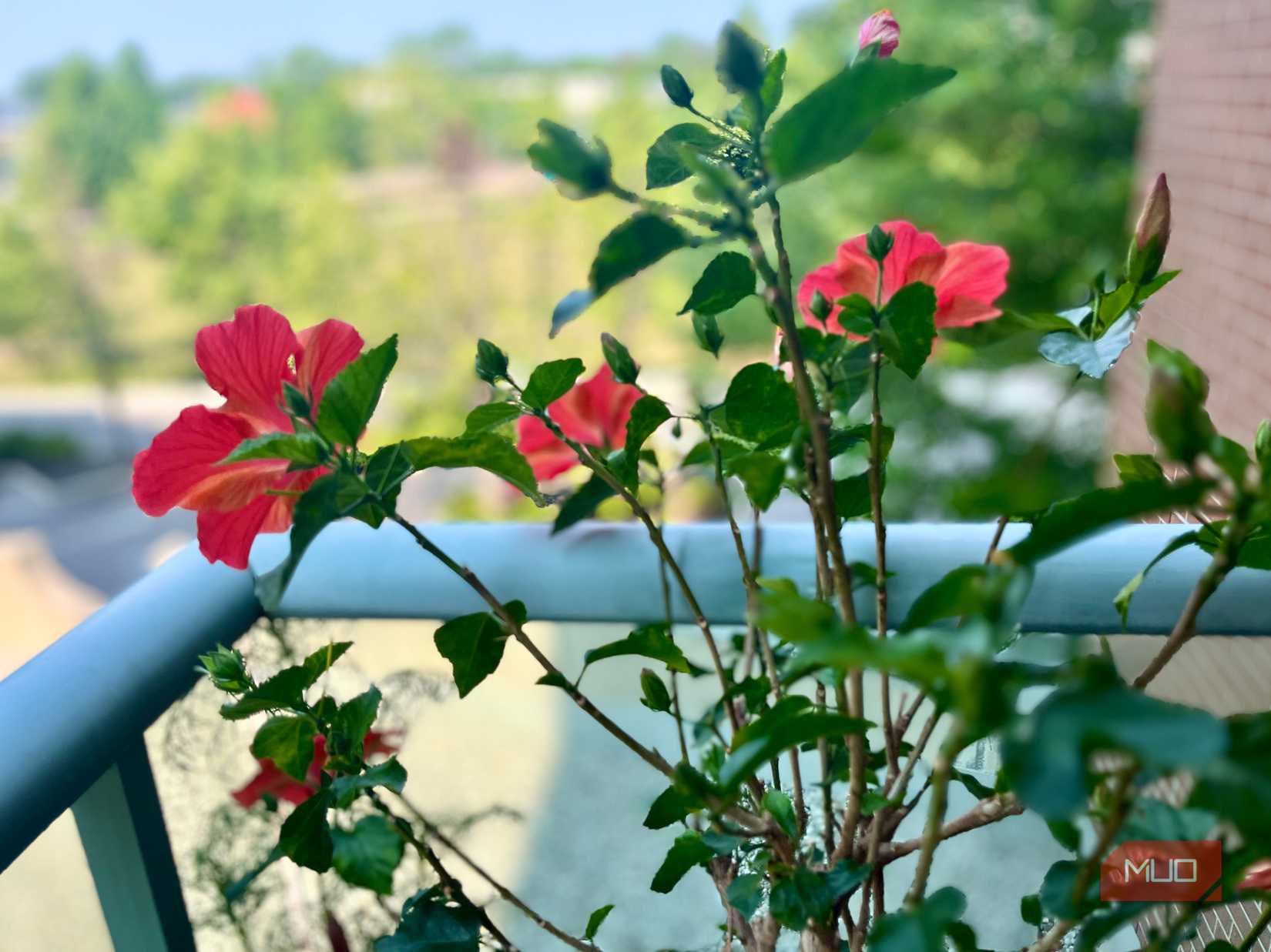 گیاه Hibiscus با گل