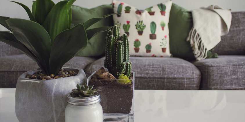 گیاهان خانگی روی میز