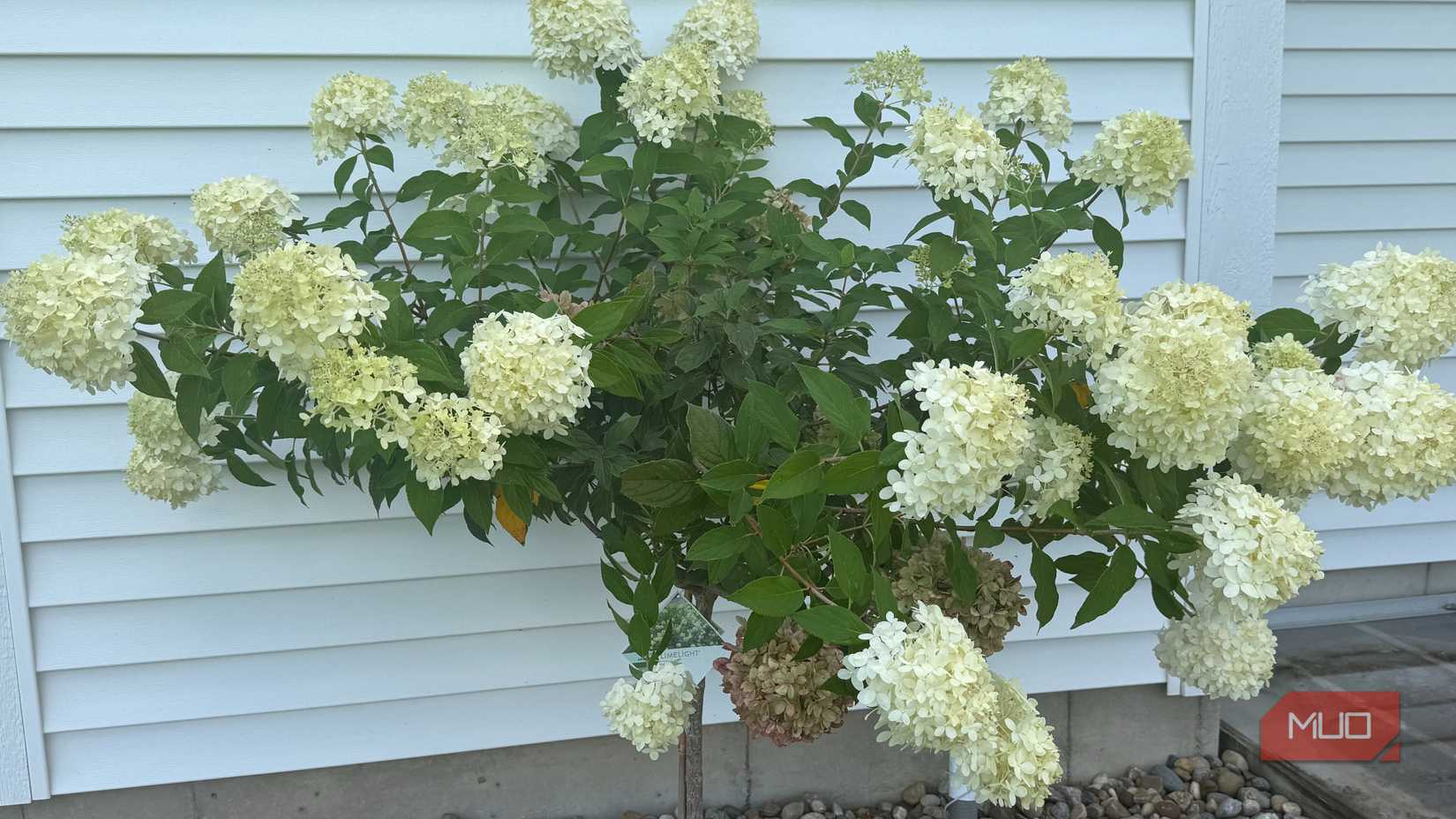 درخت Hydrangea در کنار یک کاخ سفید