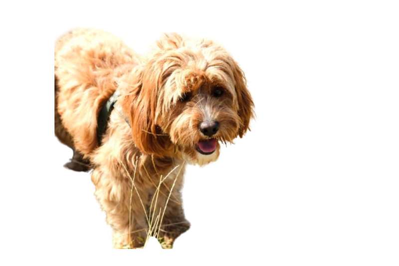 حذف پس‌زمینه از تصویر با Remove.bg