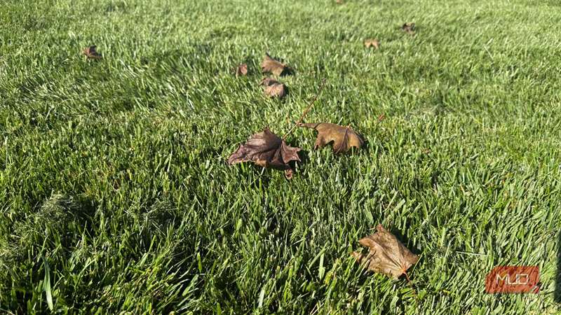 چمن سبز با برگ‌های افرا افتاده