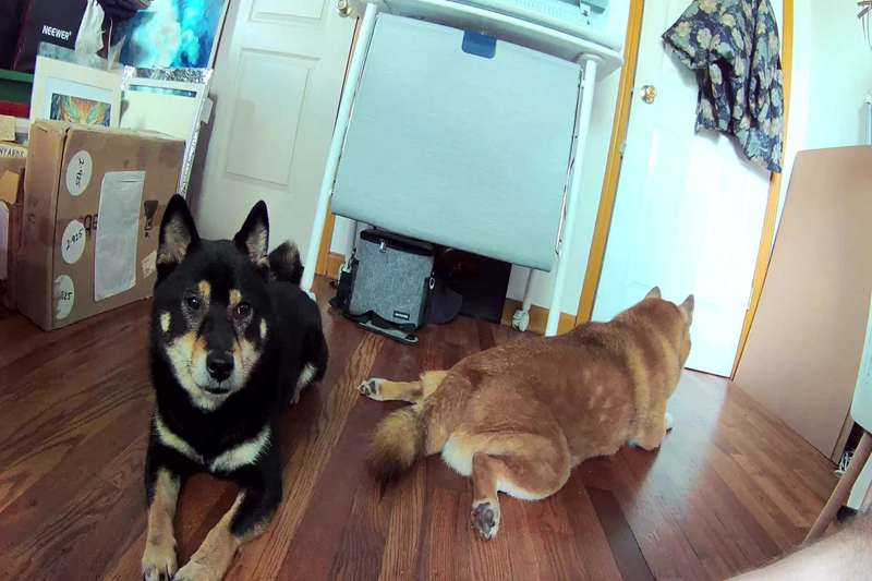 نمونه عکس دوربین داخلی Arlo Essential