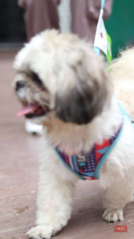 عکس تار یک سگ.