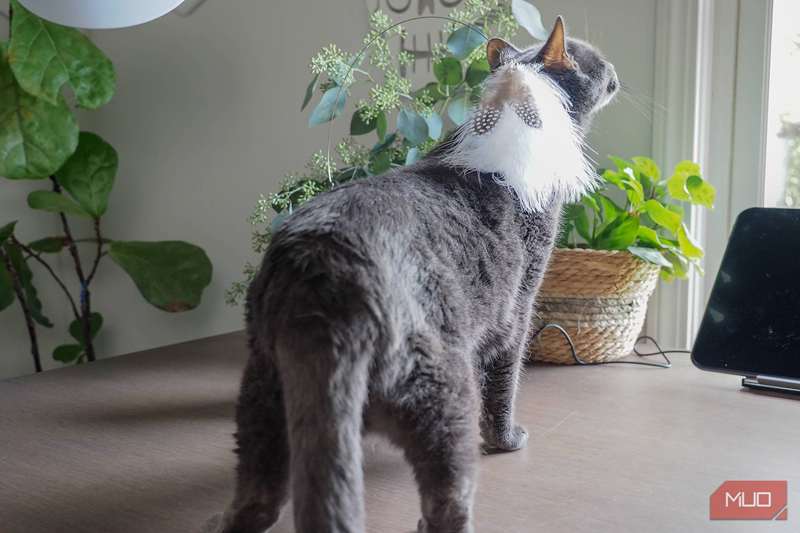 گربه در حال بازی با اسباب‌بازی پرانی دوربین Furbo 360°