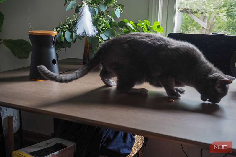 خوراک چندتایی در حال خوردن توسط گربه دوربین Furbo 360°