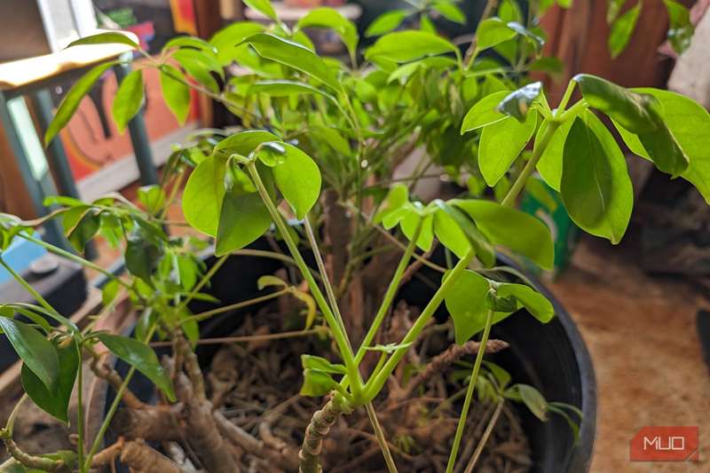 عکس یک سبزی با Google Pixel 8