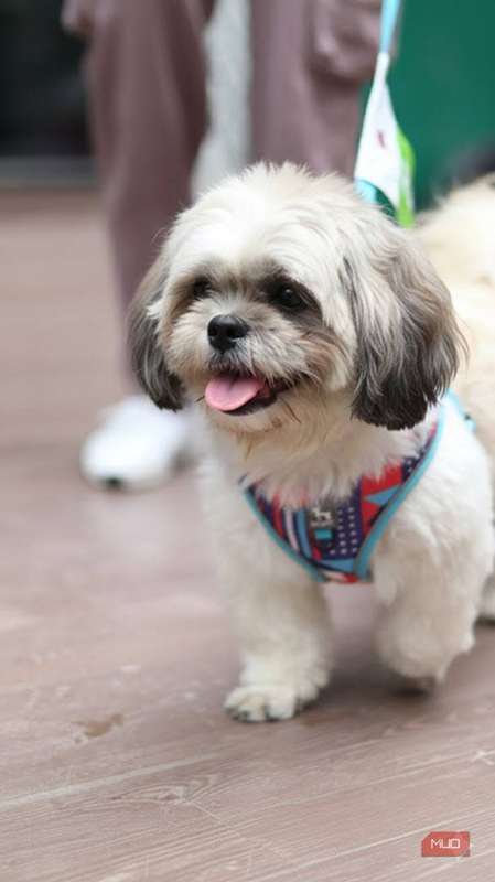 عکس یک سگ که توسط Gemini اصلاح شد.