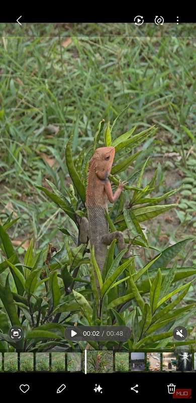 ویدیو در برنامه گالری سامسونگ