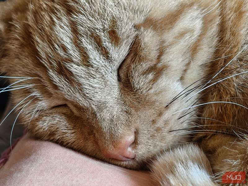 عکس ماکرو از گربه‌خرمالویی