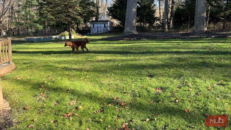 سگی که در حیاطی که با محصولات Sunday درمان شده قدم می‌زند