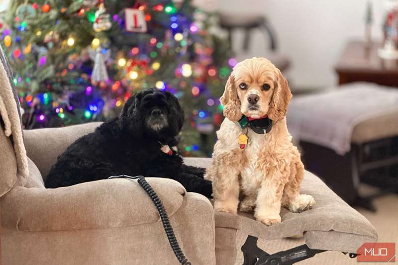 عکسی پرتره از دو سگ گرفته‌شده با iPhone 17 Pro Max و فناوری LiDAR.