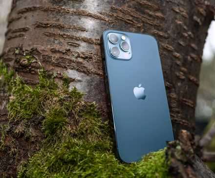 آیفون ۱۲ پرو مکس بر روی شاخه درختی