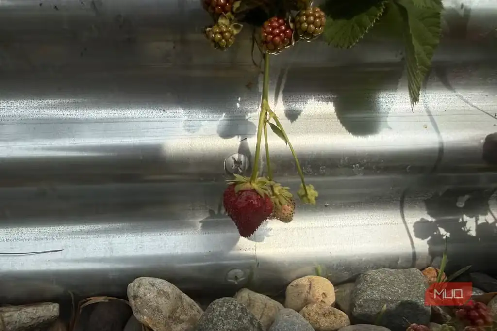 یک توتفرنگی رسیده آویزان کنار تخت کاشت گالوانیزه.