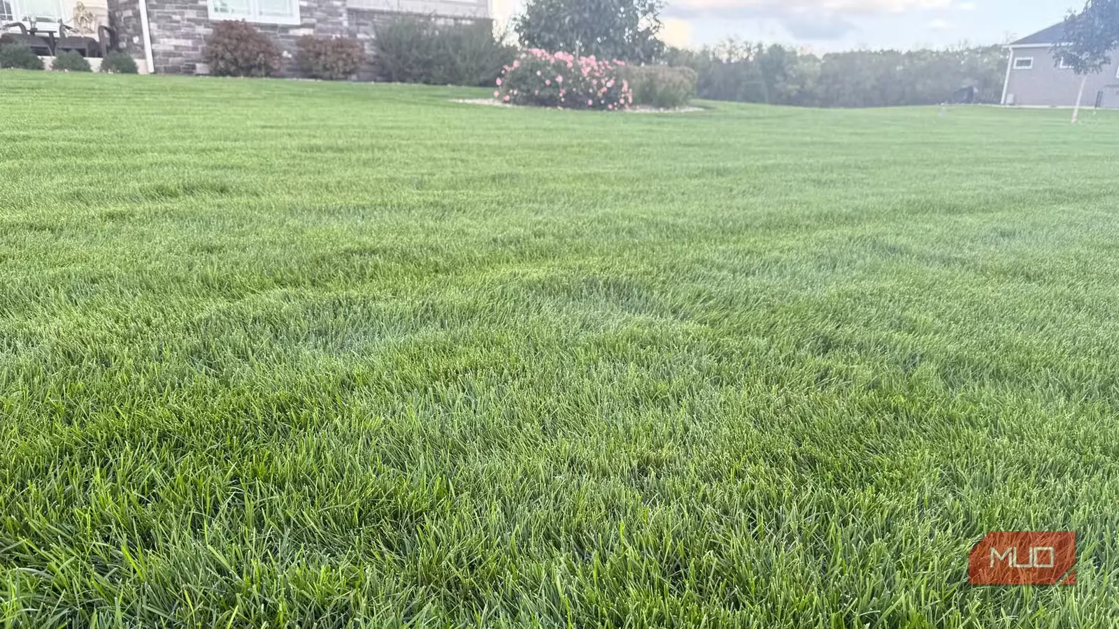 چمن سبز تازهکوتاهشده با بوته گل رز در پسزمینه